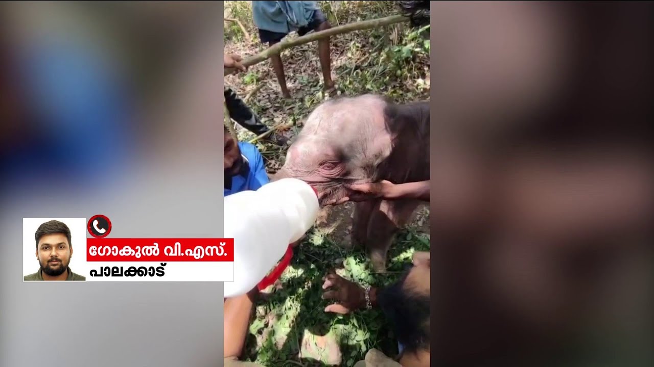 സാരല്യ,പോട്ടേ!അമ്മയാന വന്നില്ല, ആനക്കുട്ടിക്ക്&zwnj; ലാക്ടോജൻ മിശ്രിതമുള്ള കൃത്രിമപാൽ കൊടുത്ത് വനംവകുപ്പ്