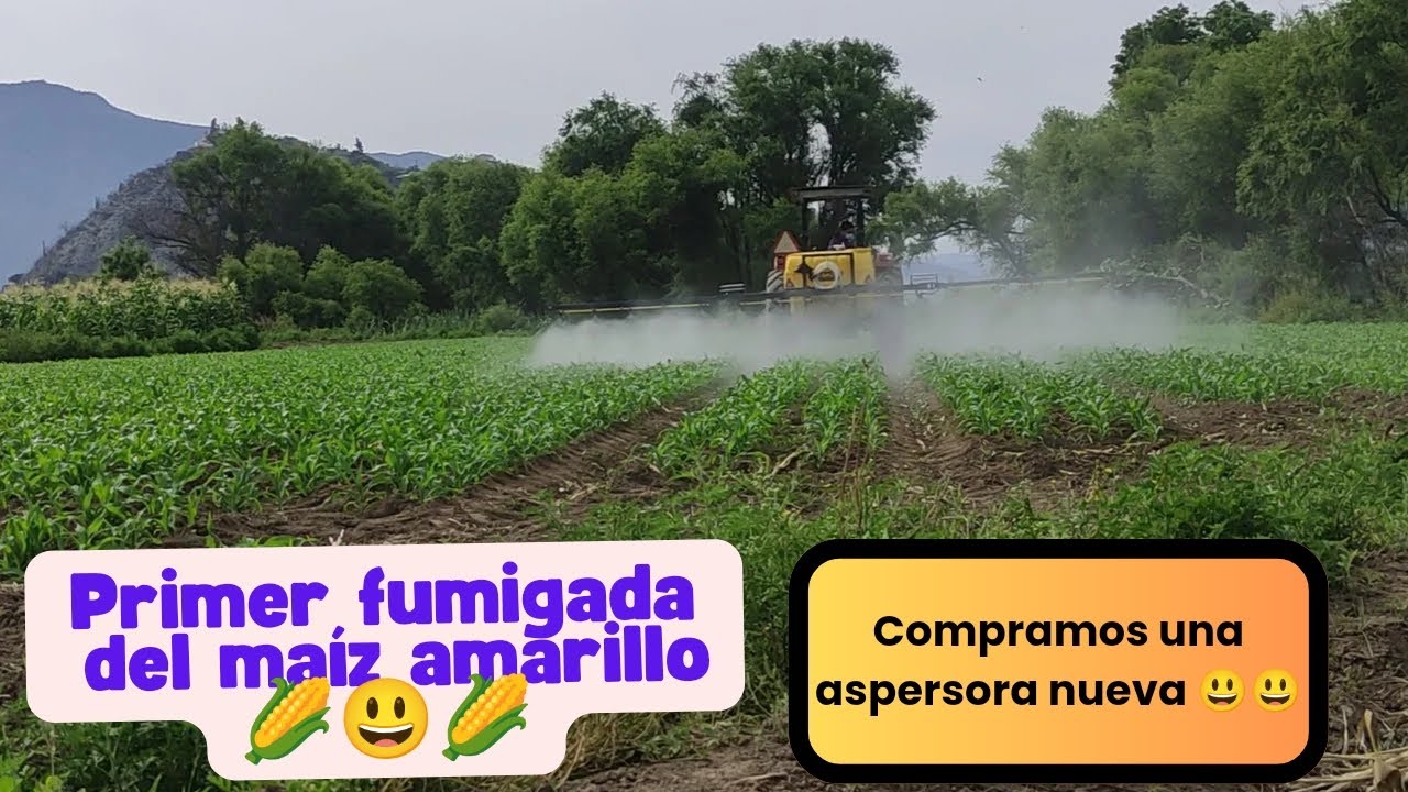 Первое опрыскивание желтой кукурузы 🌽😃, новым опрыскивателем, который мы только что купили 😁