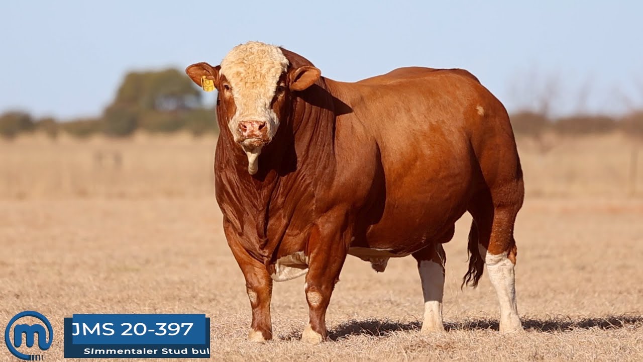 Stunning Simmentaler Stud bull going on auction.