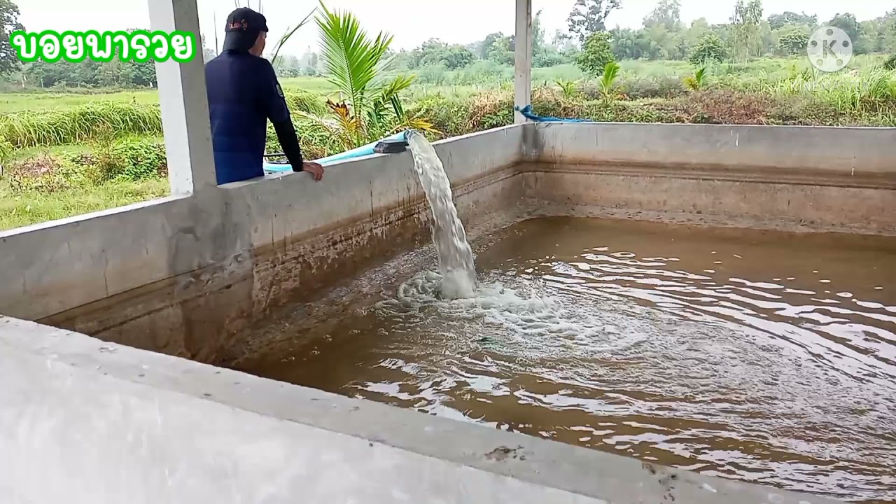 การเลี้ยงปลาช่อนในบ่ปูนจบทุกขั้นตอนจนได้ขาย