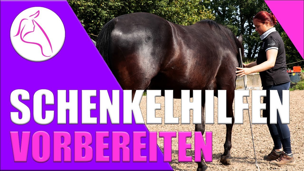 Freiarbeit Pferd lernen | Lektion 3 | weichen | Vorderhandwendung Hinterhandwendung rückwärts