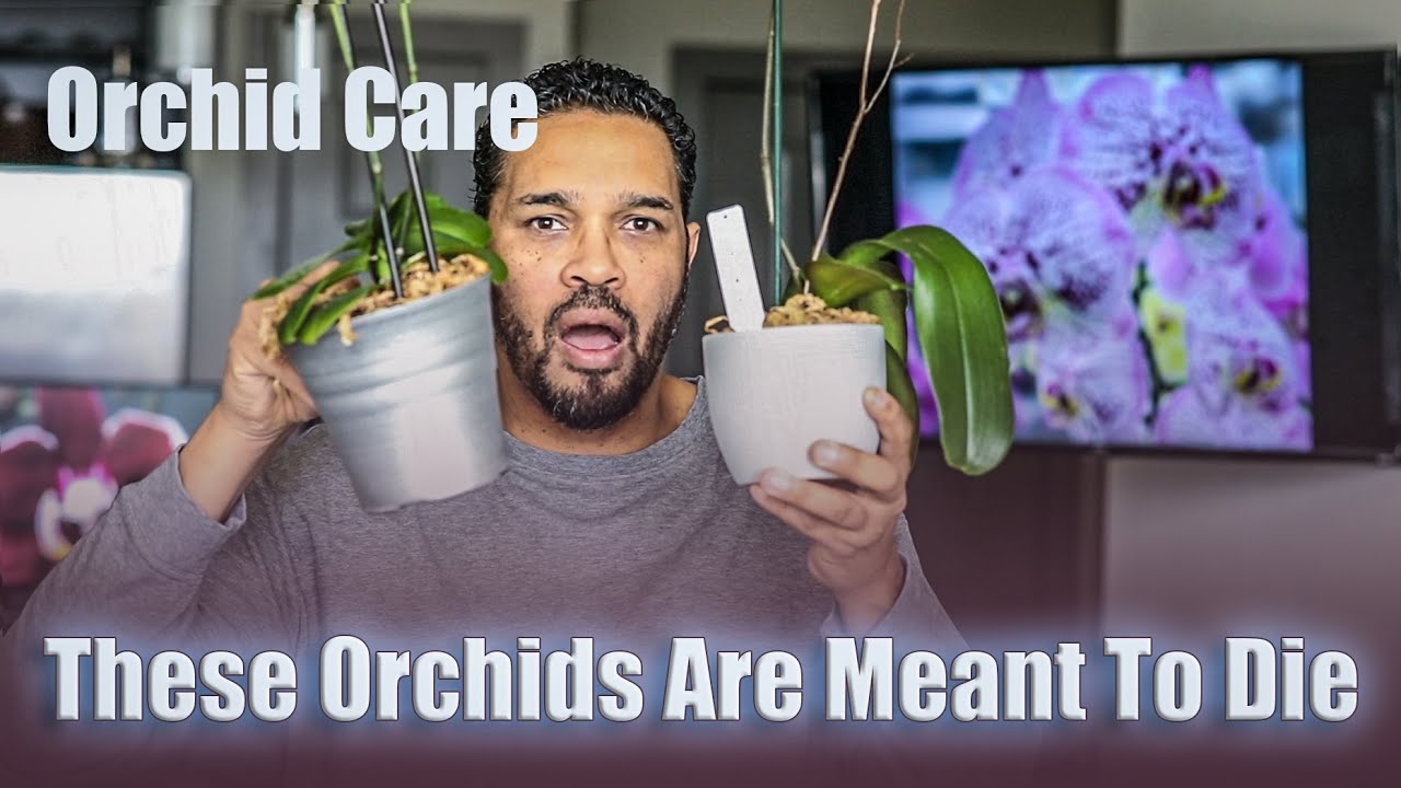 Orchid Care- These Orchids Were Designed To Die.... Growers/Sellers Tricks