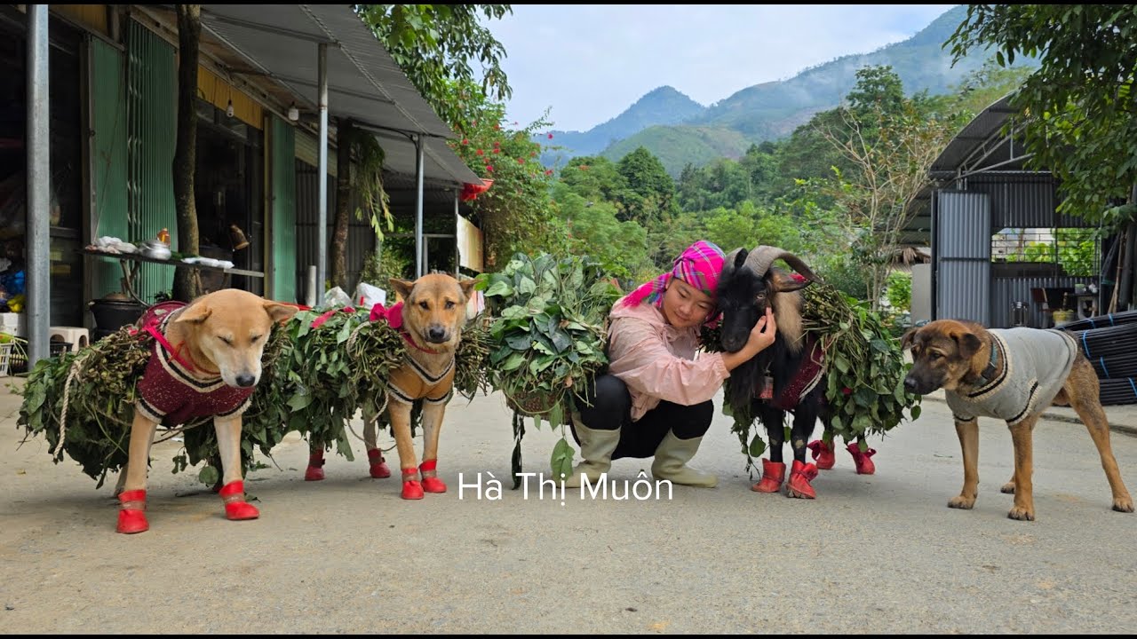 Pick wild vegetables to sell at the market, exchange money for food to cook for dogs and goats