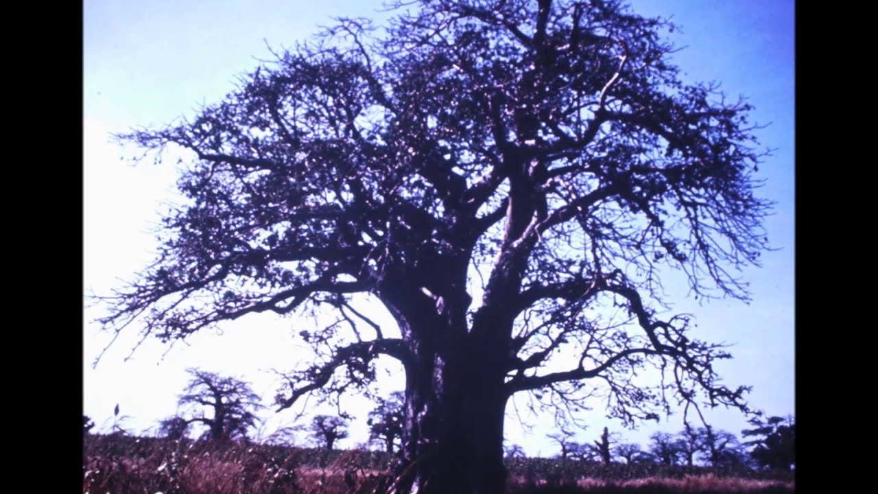 Elvis Presley - Singing Tree