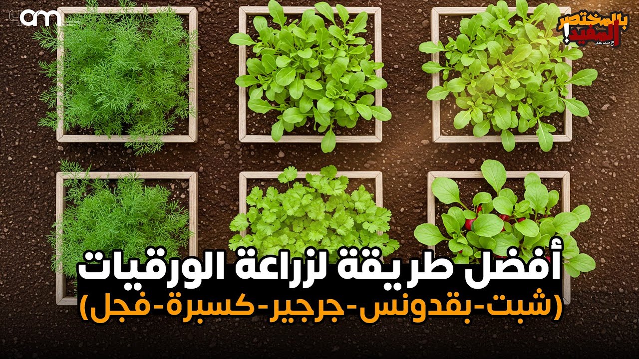 أفضل طريقة لزراعة الورقيات الأورجانيك في المنزل وبدون أي كيماويات 
