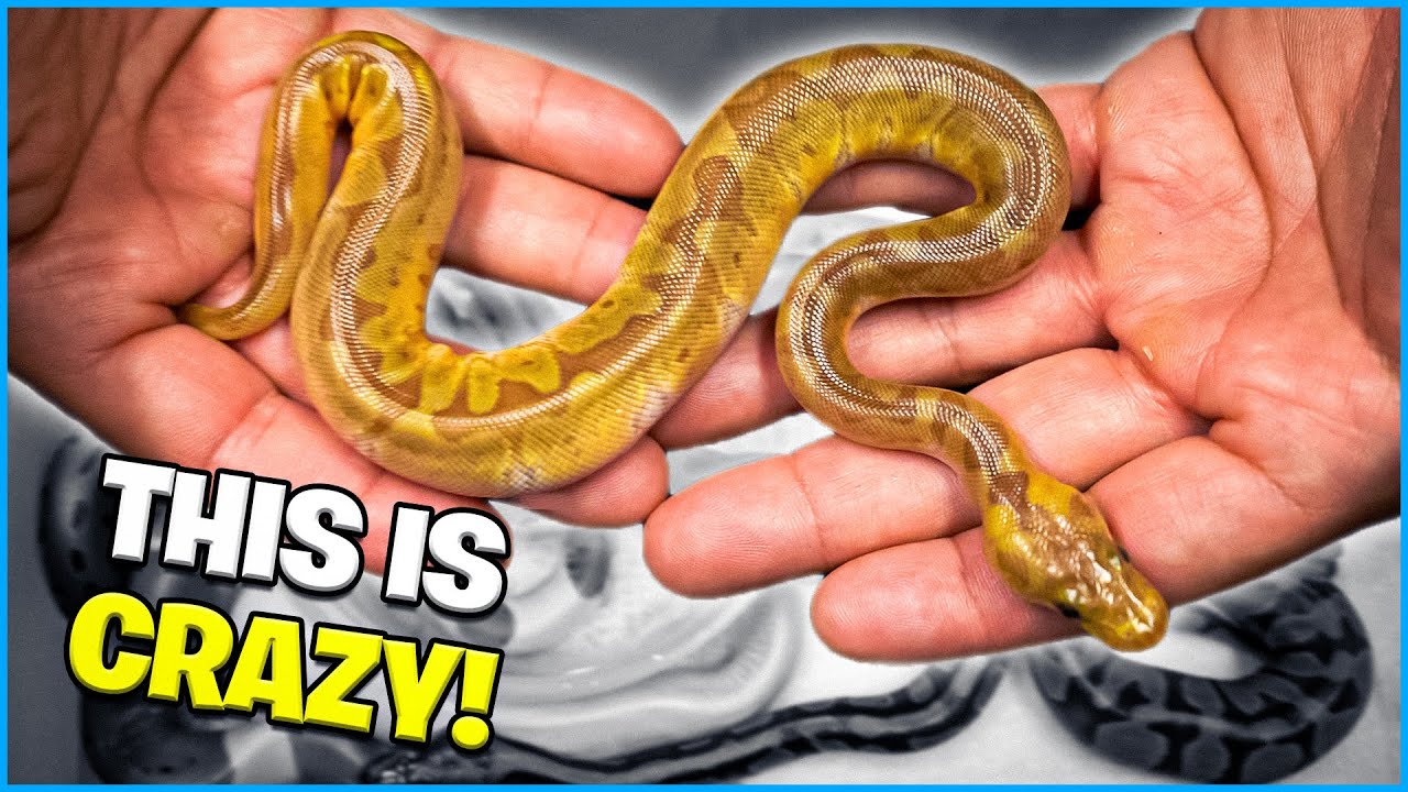 Enchi Sunset Clown! Wow 🤯