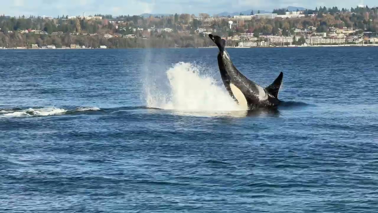 Southern resident killer whales, Point Robinson, 25.11.02