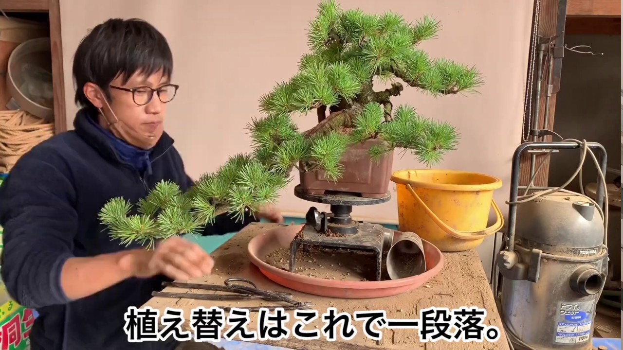 盆栽　植替え　五葉松　畑上げから間もない植替え