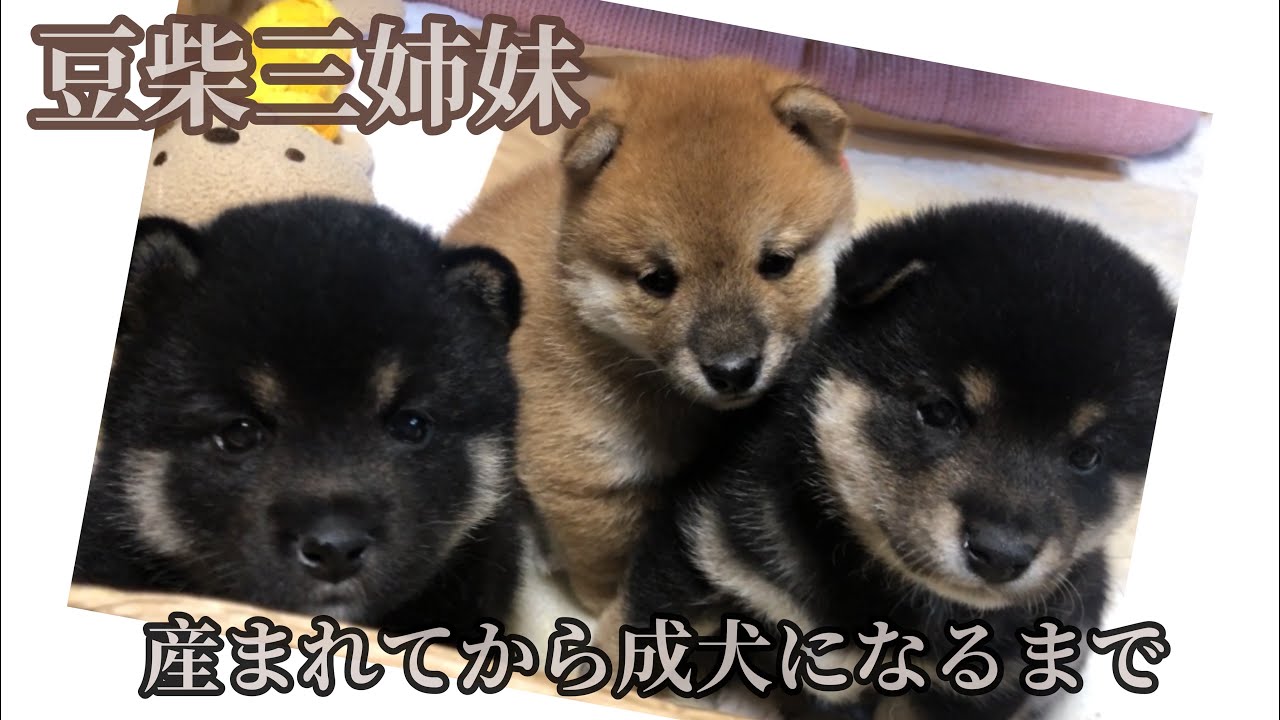 生後0日から1歳まで【豆柴の成長記録】バースデー動画
