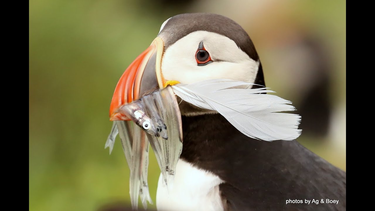 2024 ICELAND PUFFINS BY AG & BOEY