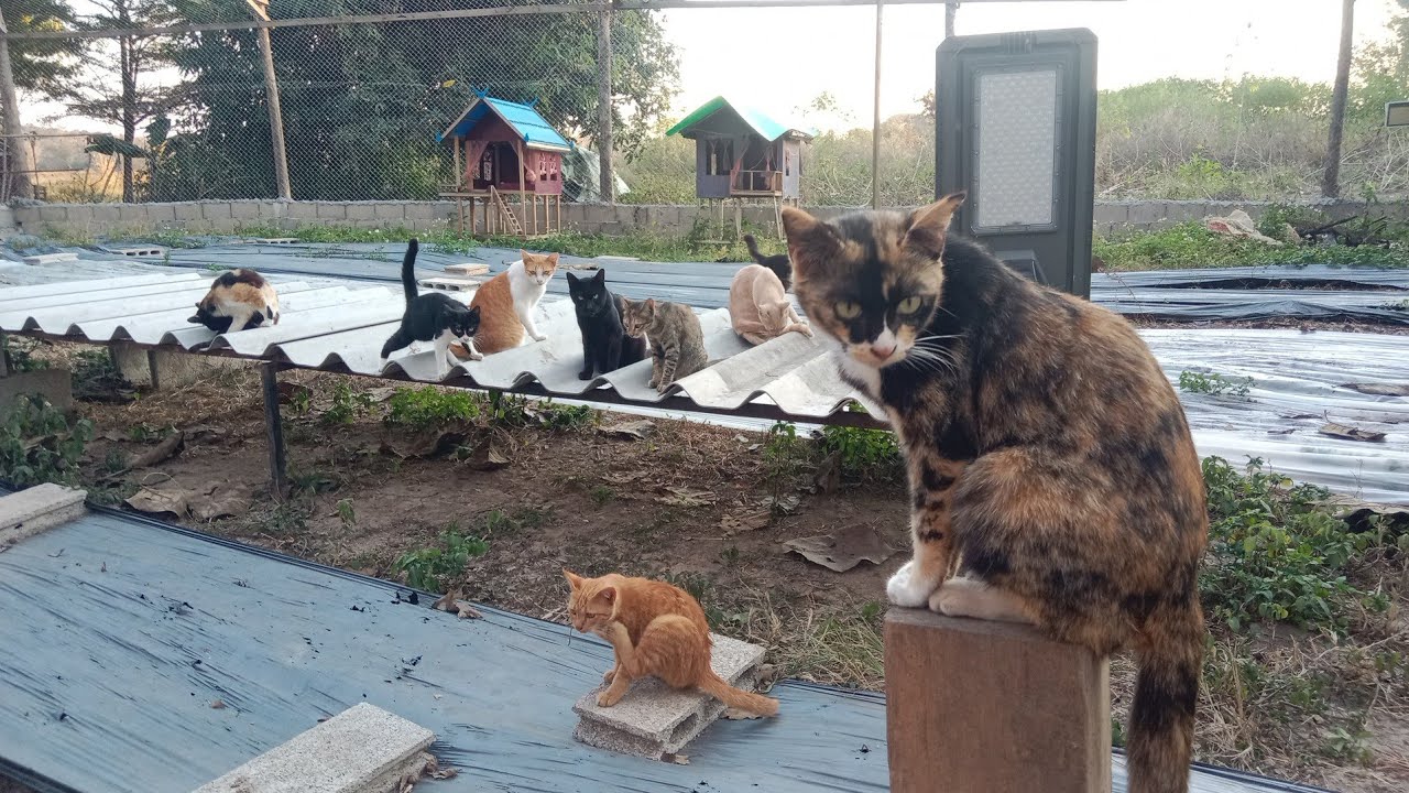 ทักทายยามยามเย็นกันอีกแล้ว แมวเต่ากระต่ายไก่ เด็กวัดโป่งชัย แจ้ห่ม ลำปาง