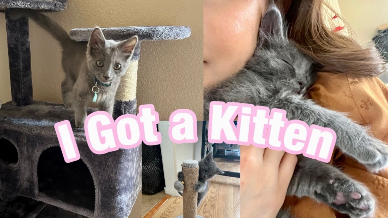 I GOT A KITTEN VLOG! | My first cat & Kitten Haul and Much More!!🐈‍⬛💐💫