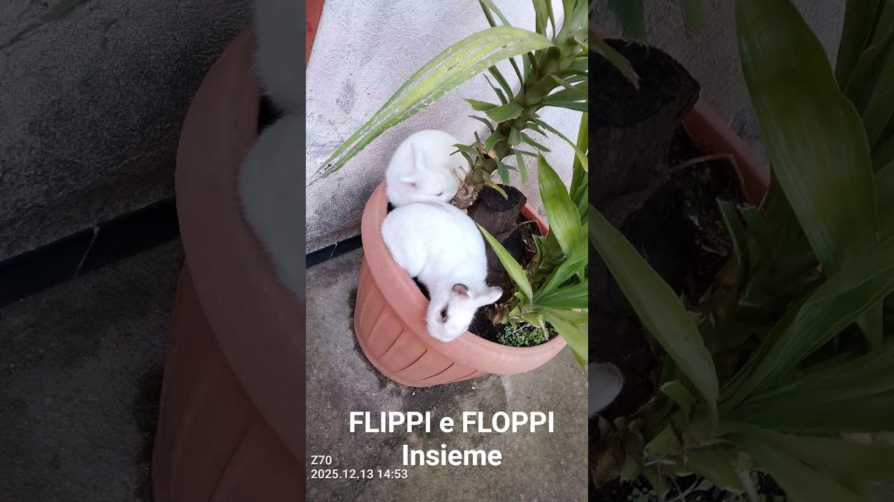 FLIPPI e FLOPPI insieme 