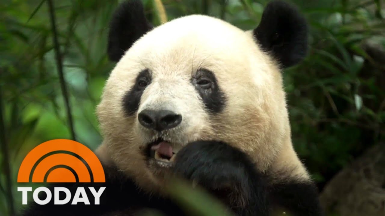 Inside China&rsquo;s panda sanctuary where newborns are raised