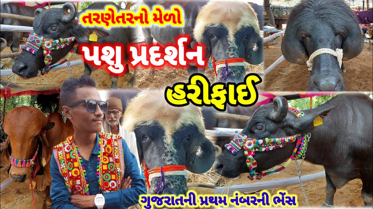 પશુ પ્રદર્શન હરીફાઈ તરણેતર નો મેળો 2024 | Buffalo Tarnetar Melo | Buffalo | Tarnetar | Melo live
