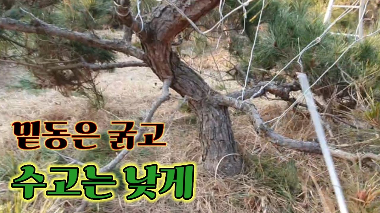 굵고작은조형소나무만들기2212편