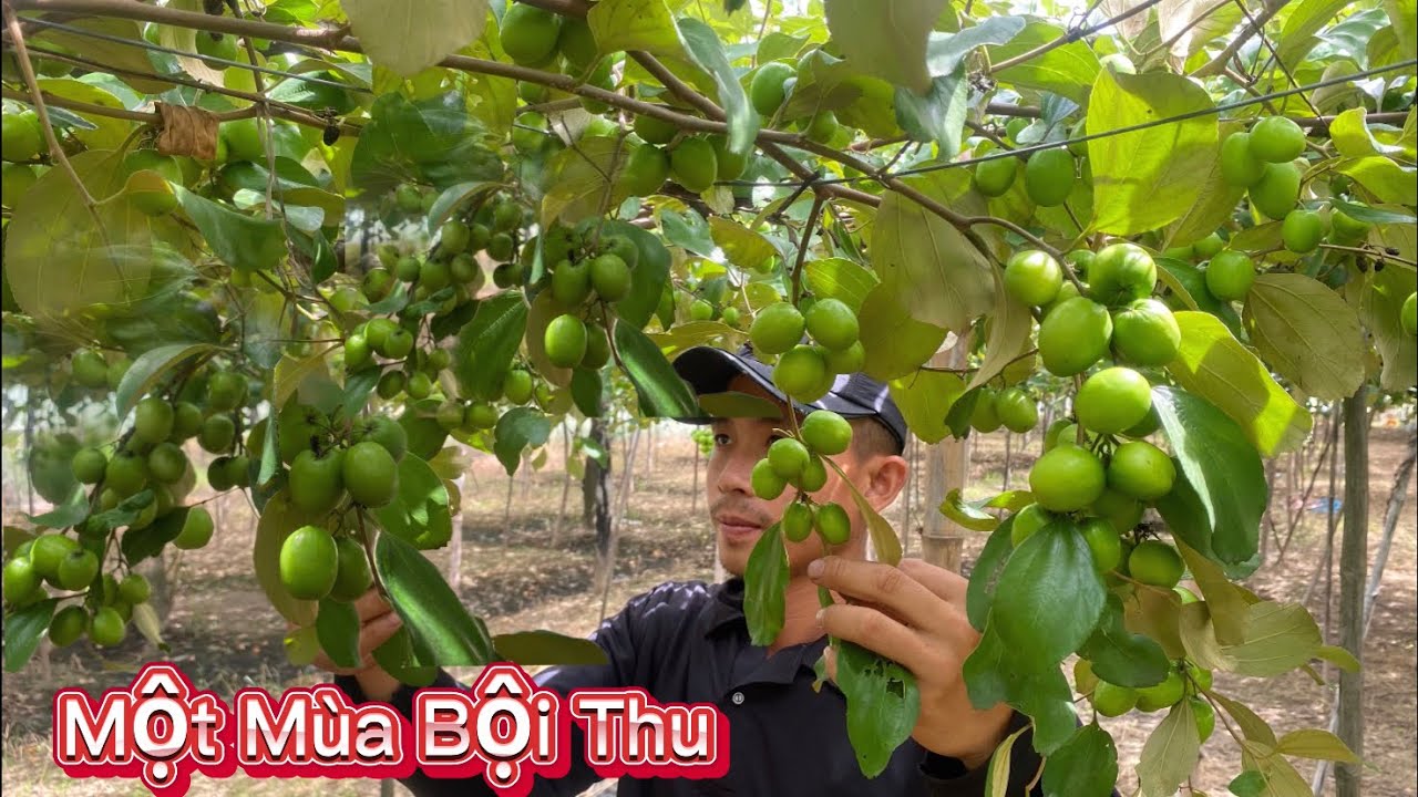 KỸ THUẬT TRỒNG TÁO SẠCH ĐẠT NĂNG SUẤT CAO CỦA ANH BẠN TRẺ / Nongdan85