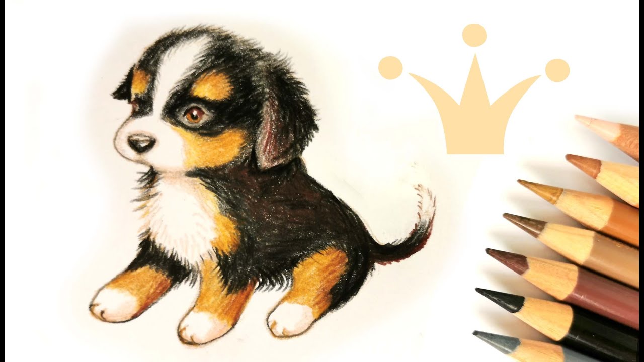 Berner Sennenhund zeichnen lernen 🐶 Welpe malen 🦮  How to draw a dog