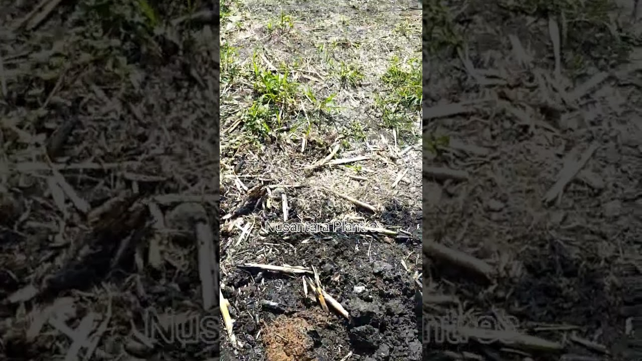 Pentingnya pengendalian gulma sebelum tanam jagung (lahan 2)