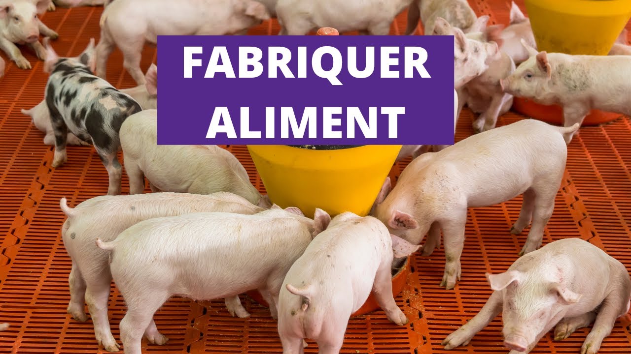 Comment Fabriquer Aliment Porcs avec Intrants Locaux: 3 SECRETS