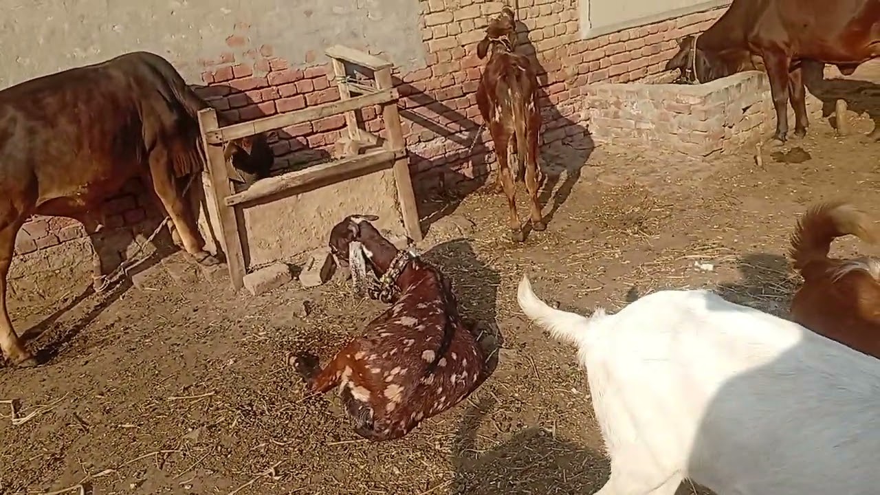Goats #for #foryou #goat #goats #bakra  #goatlove #goatfarming #one #onemillion #onemillionviews 