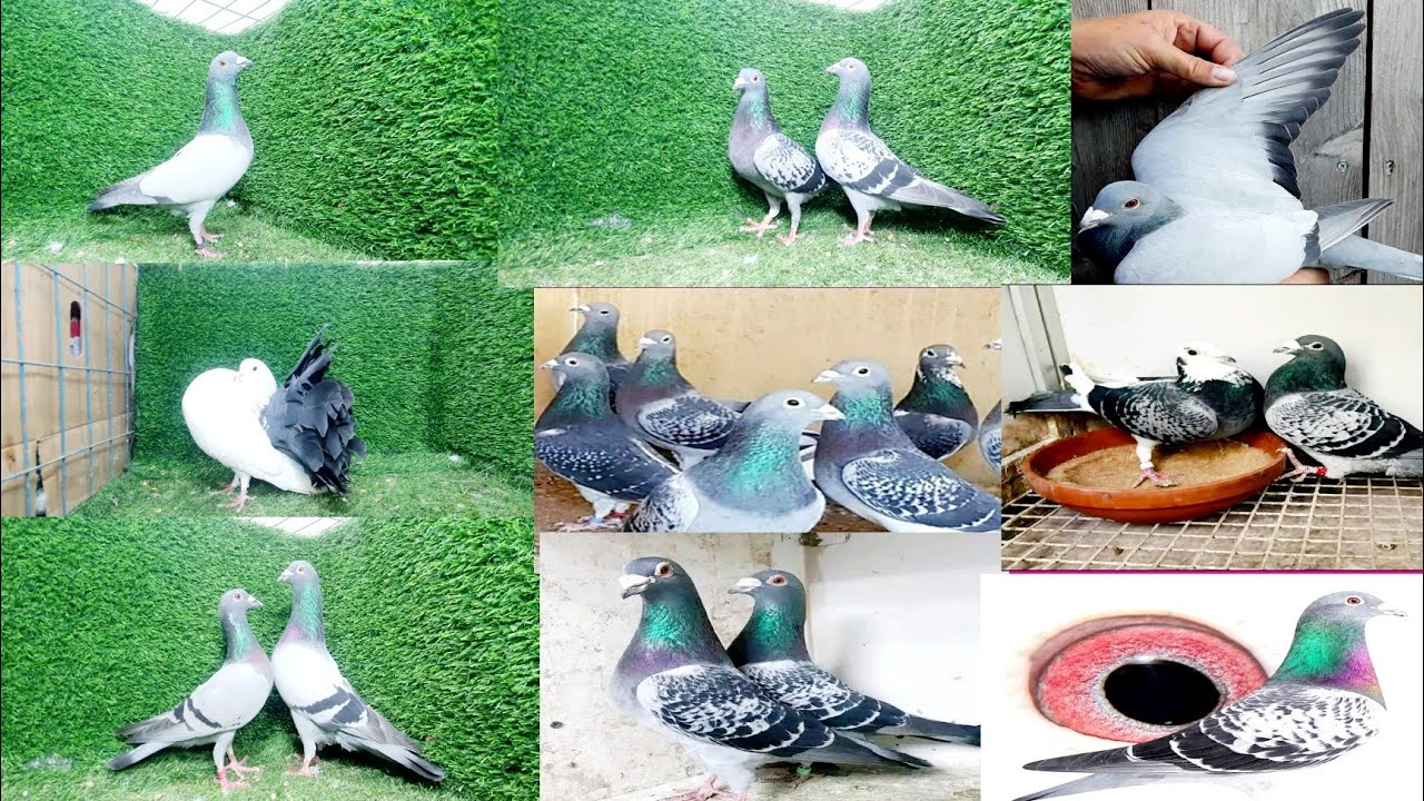 টপ কোয়ালিটি রেসার কবুতর বিক্রি করা হবে #lover  #pigeon #01831482800iomwhatsapp 