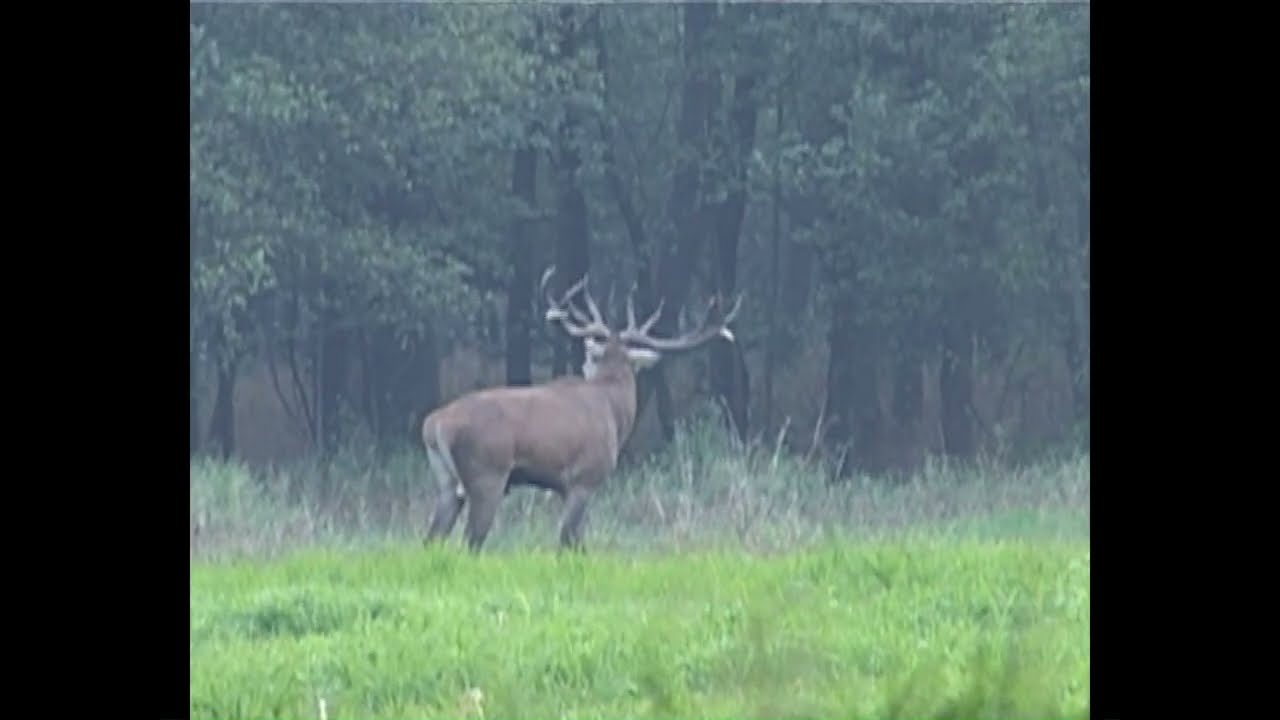 Brunftjagd auf Hirsche – Geschätztes Alter, Visuelle Einschätzung/ Polowanie w okresie rykowiska