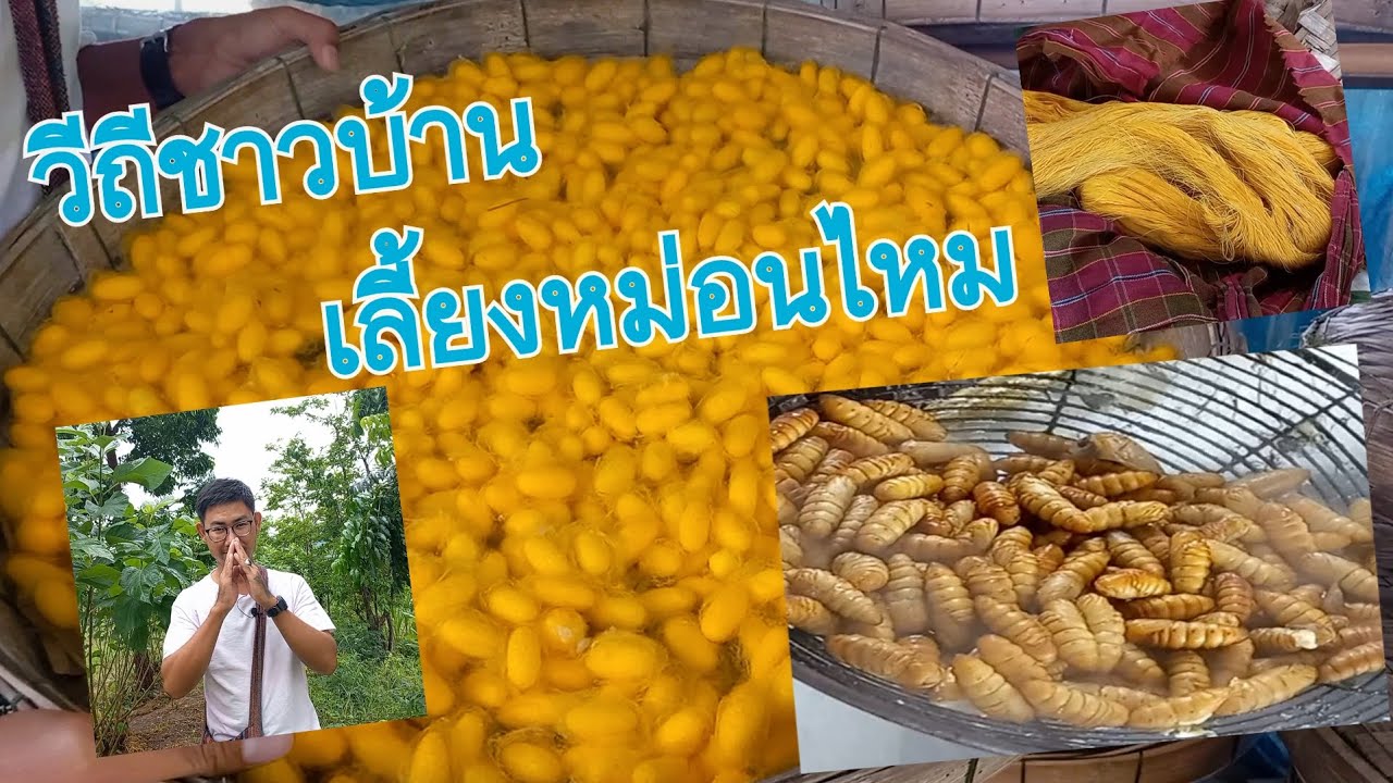 วิถีชาวบ้านเลี้ยงหม่อนไหม
