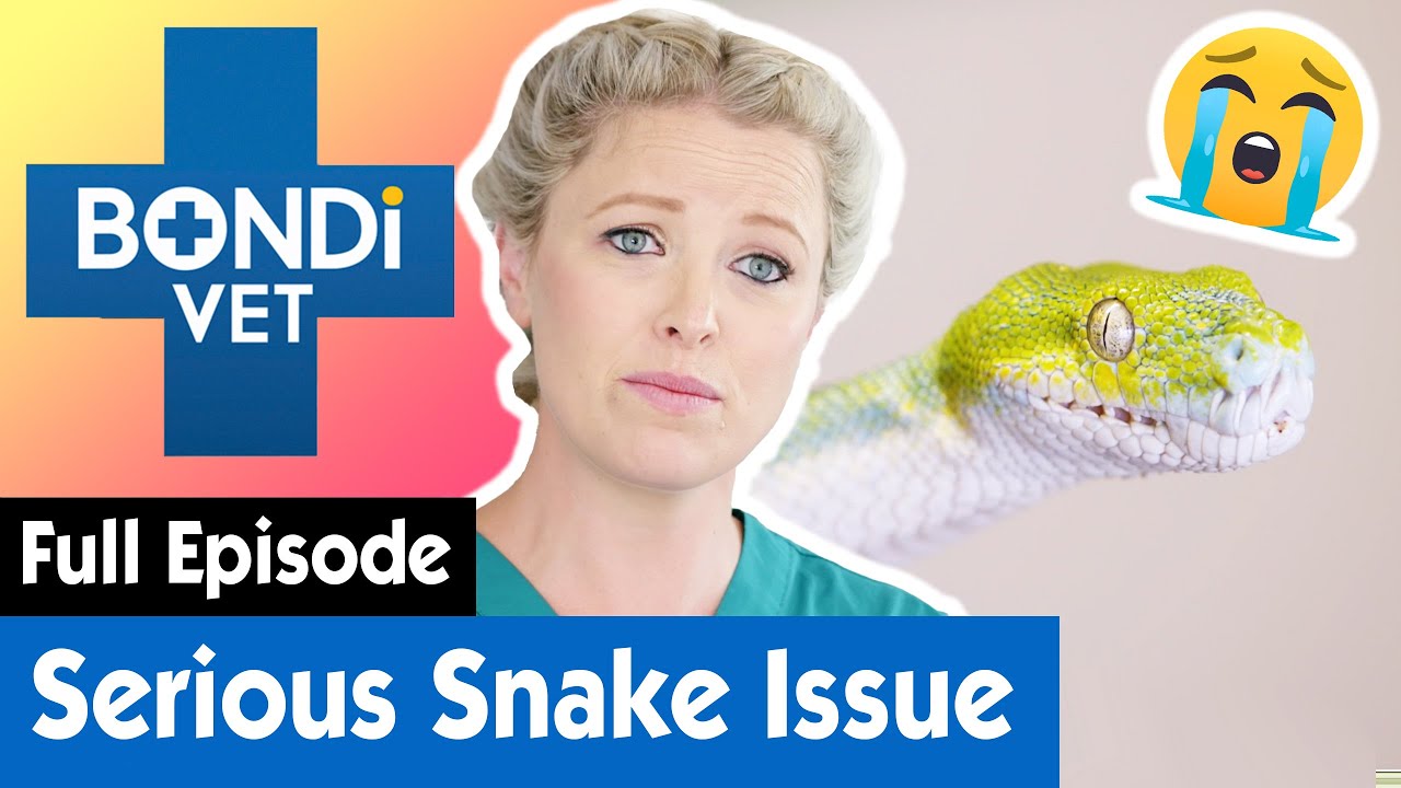 Adored Pet Python's Tragic Illness 🐍  | Bondi Vet Coast to Coast Season 1 Ep 5 | Full Episodes