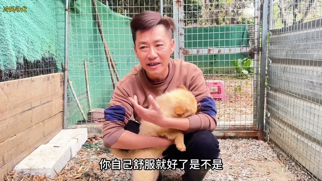 新年分享第一条性格温顺可爱活泼的小土狗，它还是个粘人的小棉袄 #家有中华田园犬 #农村土狗 #日常遛狗随拍 #田园犬 #上热门🔥