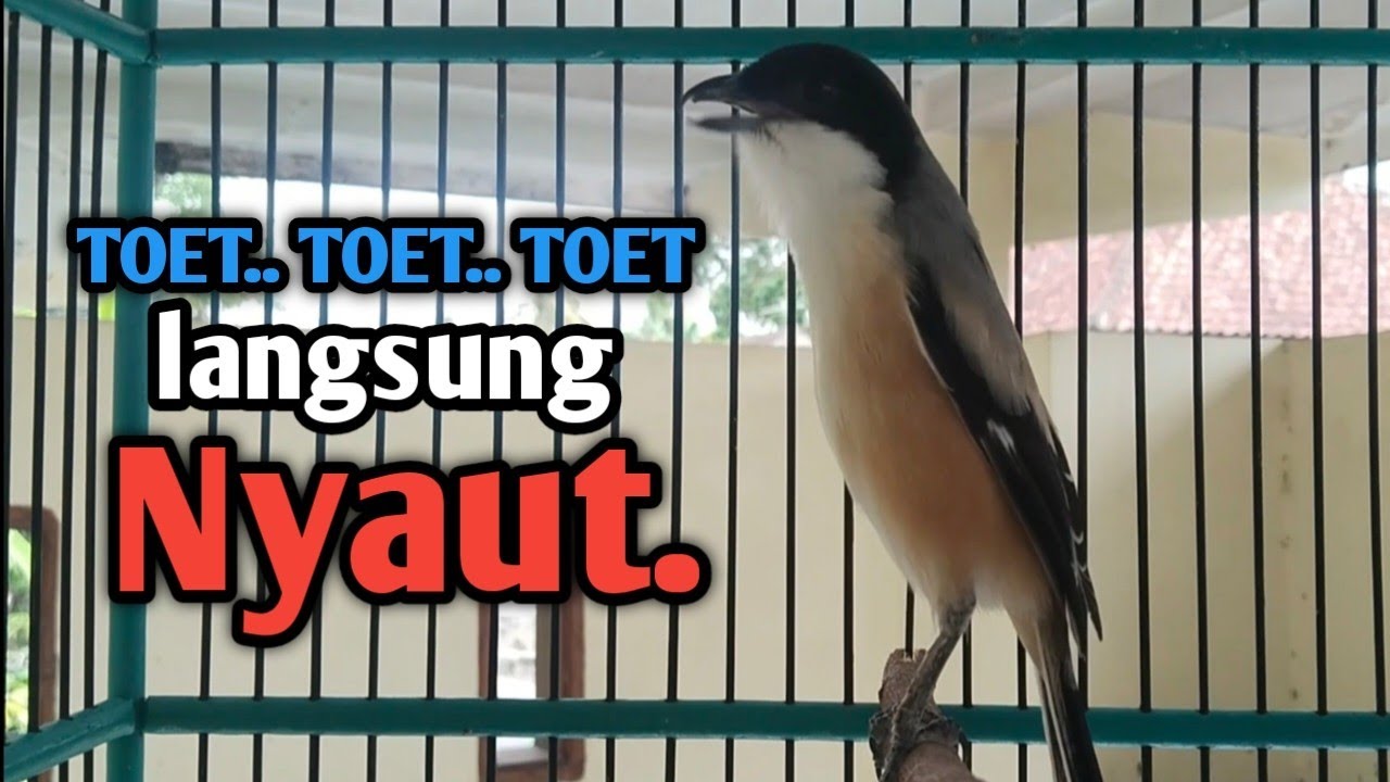 SUARA CENDET GACOR FULL ISIAN TOET. TOET. Dalam hitungan Detik CENDET Diam Langsung Nyaut. 