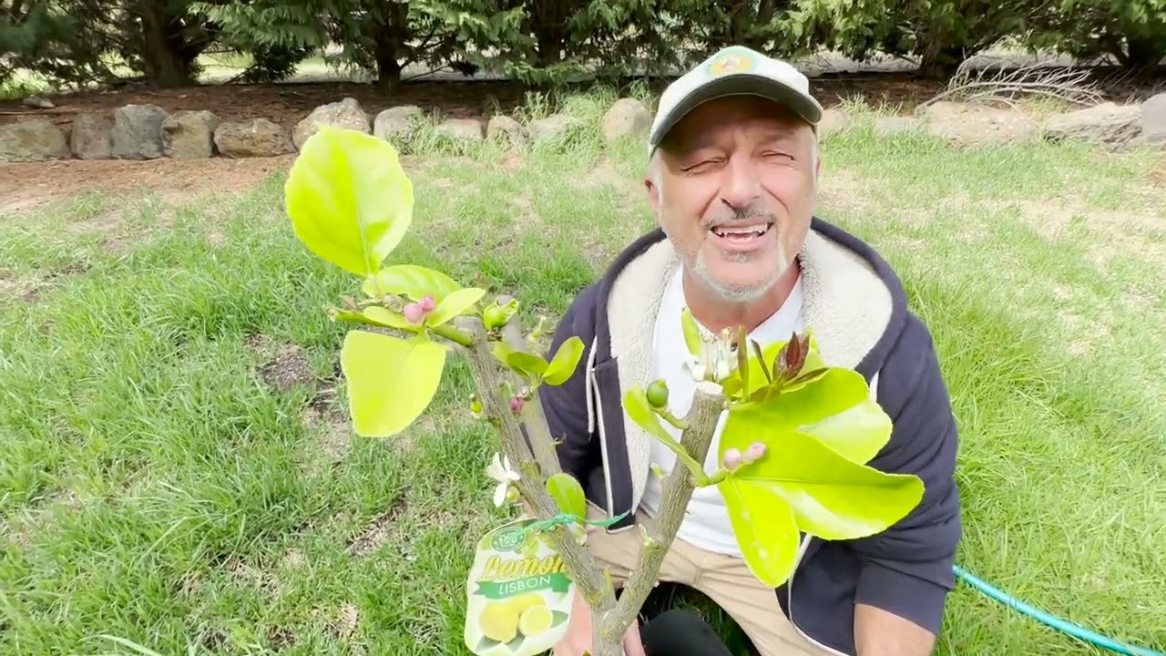 More Tips on Citrus Trees