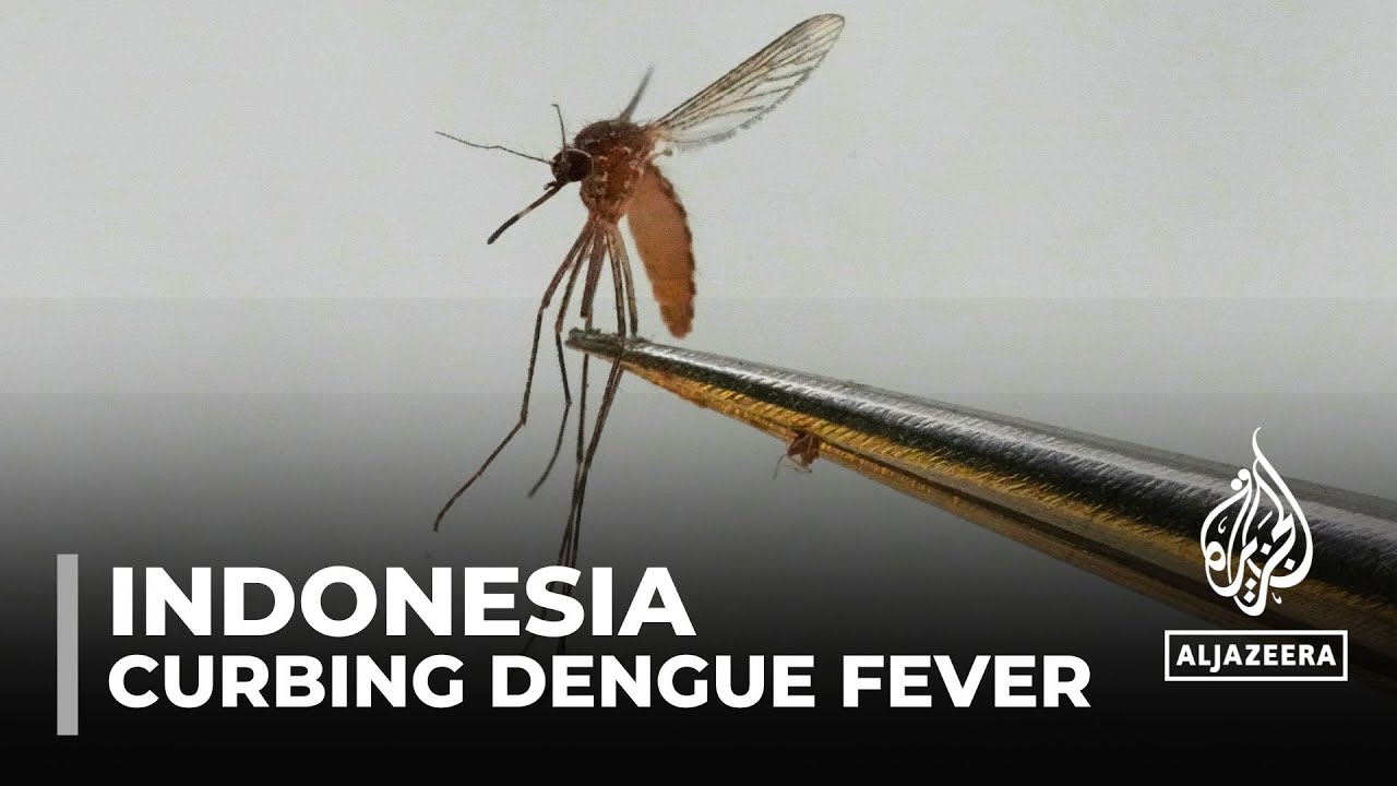 Indonesia dengue fever: Bacteria-infected mosquitoes to help curb spread