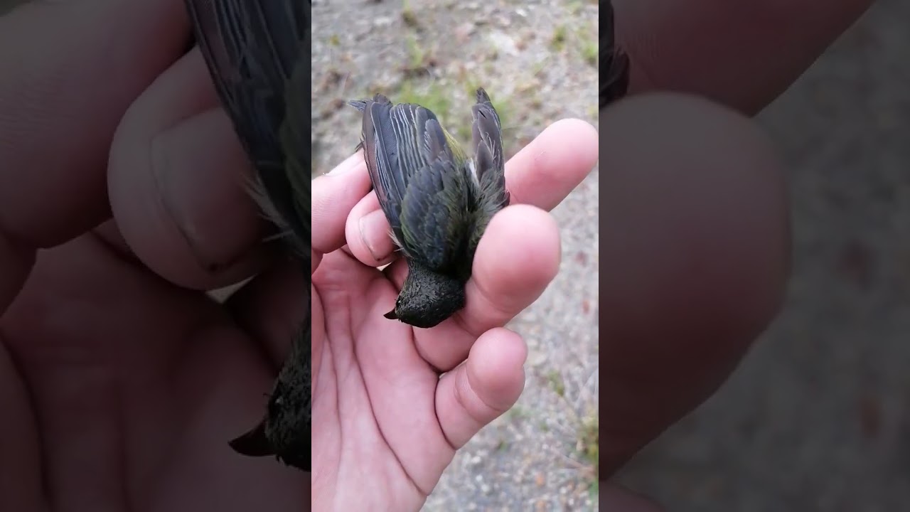 burung cabai bunga api betina