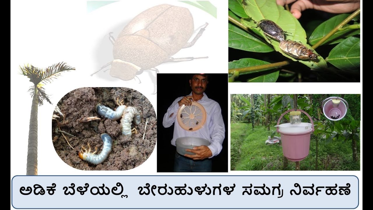 ಅಡಿಕೆ ಬೇರು ಹುಳುಗಳು (Areca white grubs) : ಜೀವನಚರಿತ್ರೆ, ಹಾನಿಯ ಲಕ್ಷಣಗಳು ಮತ್ತು ಸಮಗ್ರ ನಿರ್ವಹಣೆ