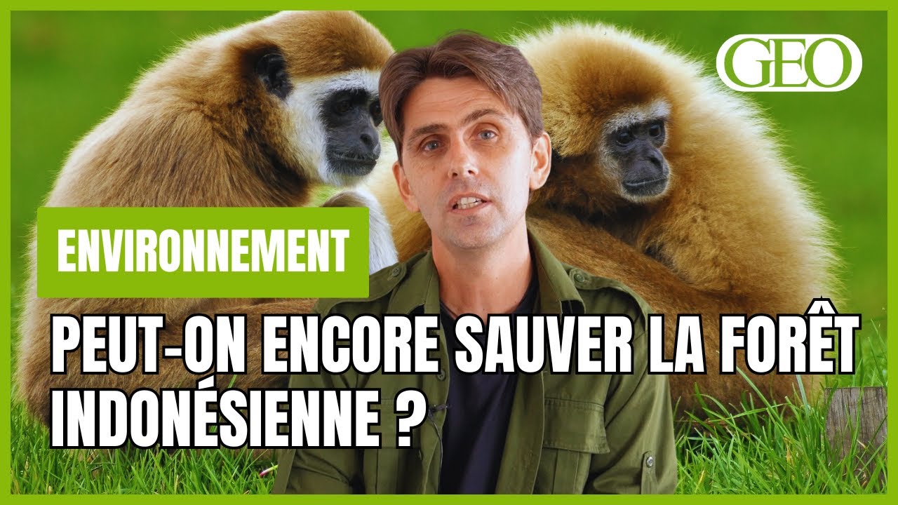 Chanee Kalaweit : sauver les gibbons de la fièvre de l'huile de palme en Indonésie