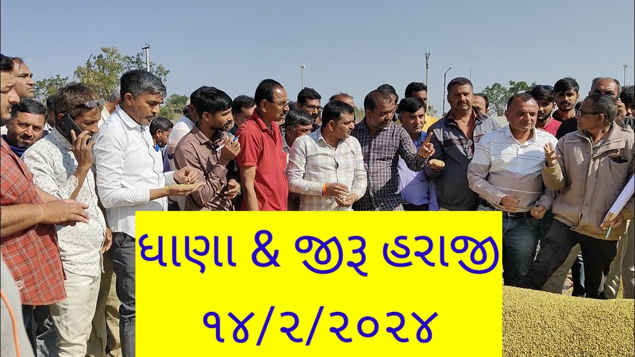 Jamjodhpur market yard bhav bajar Date.14/2/2024 DHANA JIRU