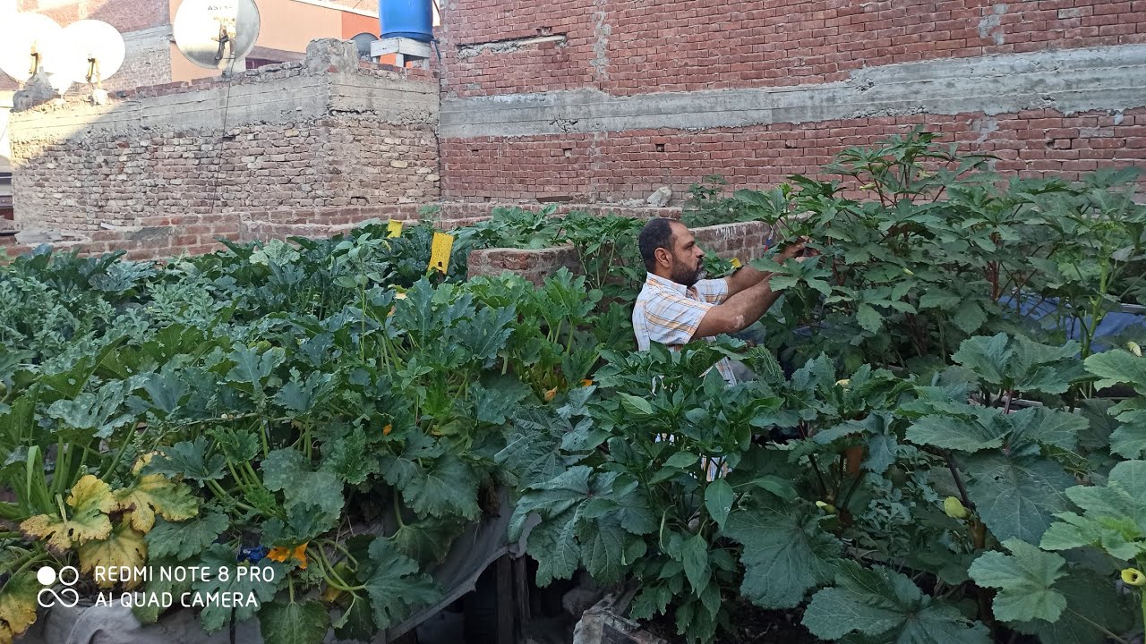 زراعة الاسطح و البلكونه تعلم كيف تبدأ بزراعة الاسطح و البلكونه الدرس الاول