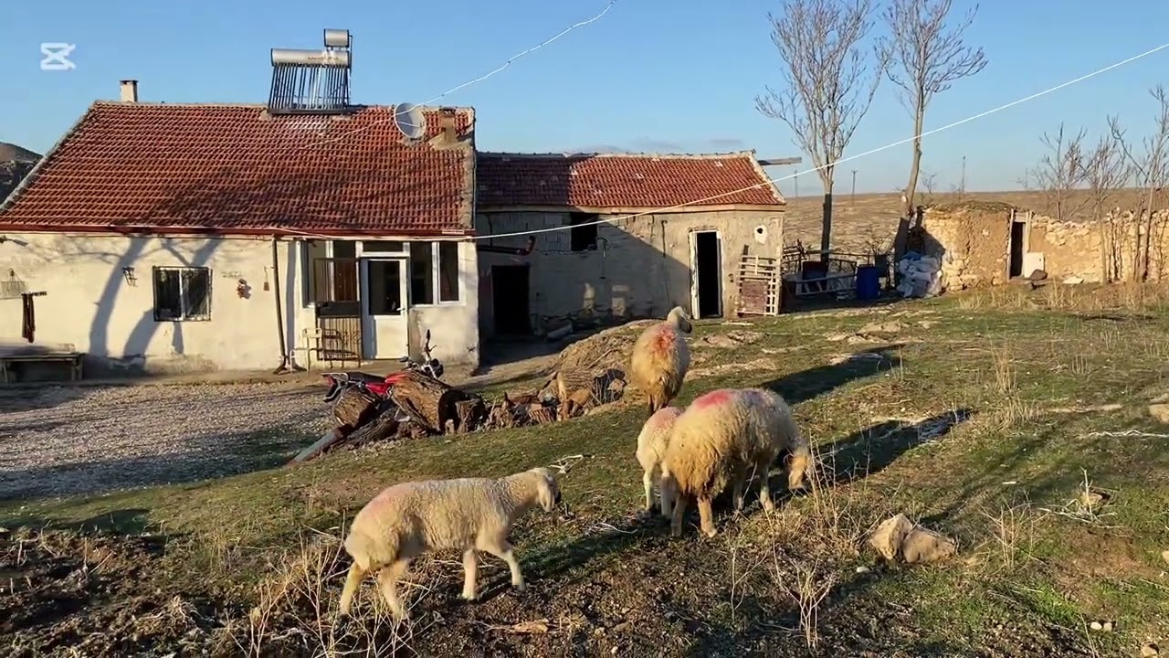 Bugün  annemle. Yemek yaparken ve arazıde koyun otlattım arkadaşlar