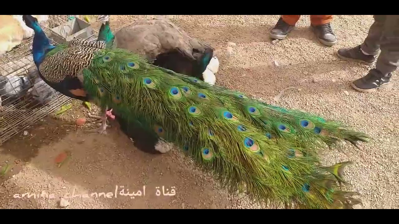 سوق اسبوعي سيدي عبد الله غيات