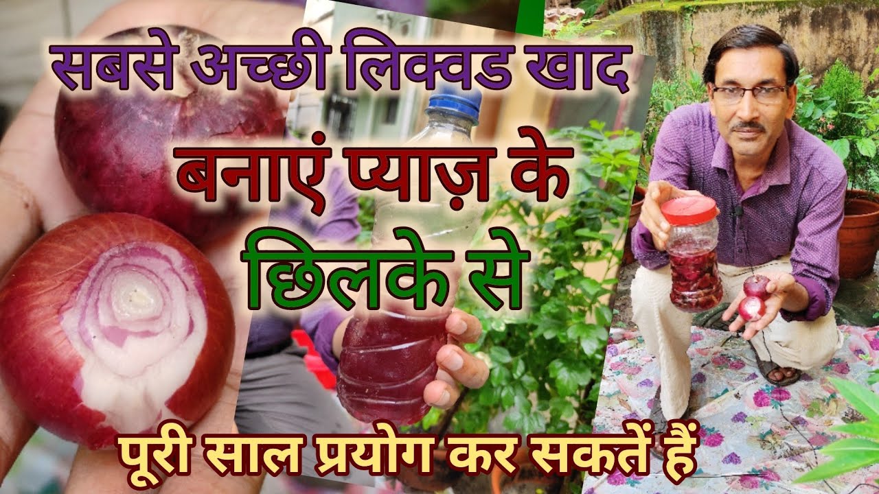 प्याज़ के छिलके से बनाएं बेस्ट जैविक खाद / Onion Peel NPK Fertilizer