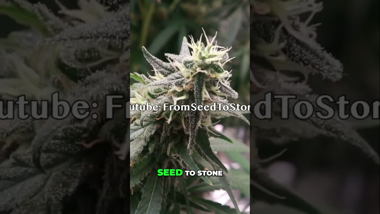 Master Indoor Marijuana Growing Like a Pro!