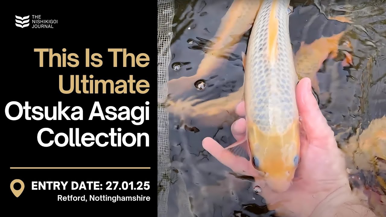 I Finally Got My Dream Koi But Now I Have to Sell Them | T.N.J. | EP #078