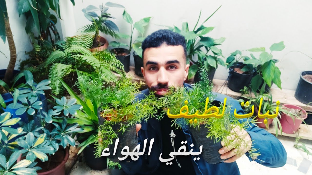زراعة نبات الهواء الخشن