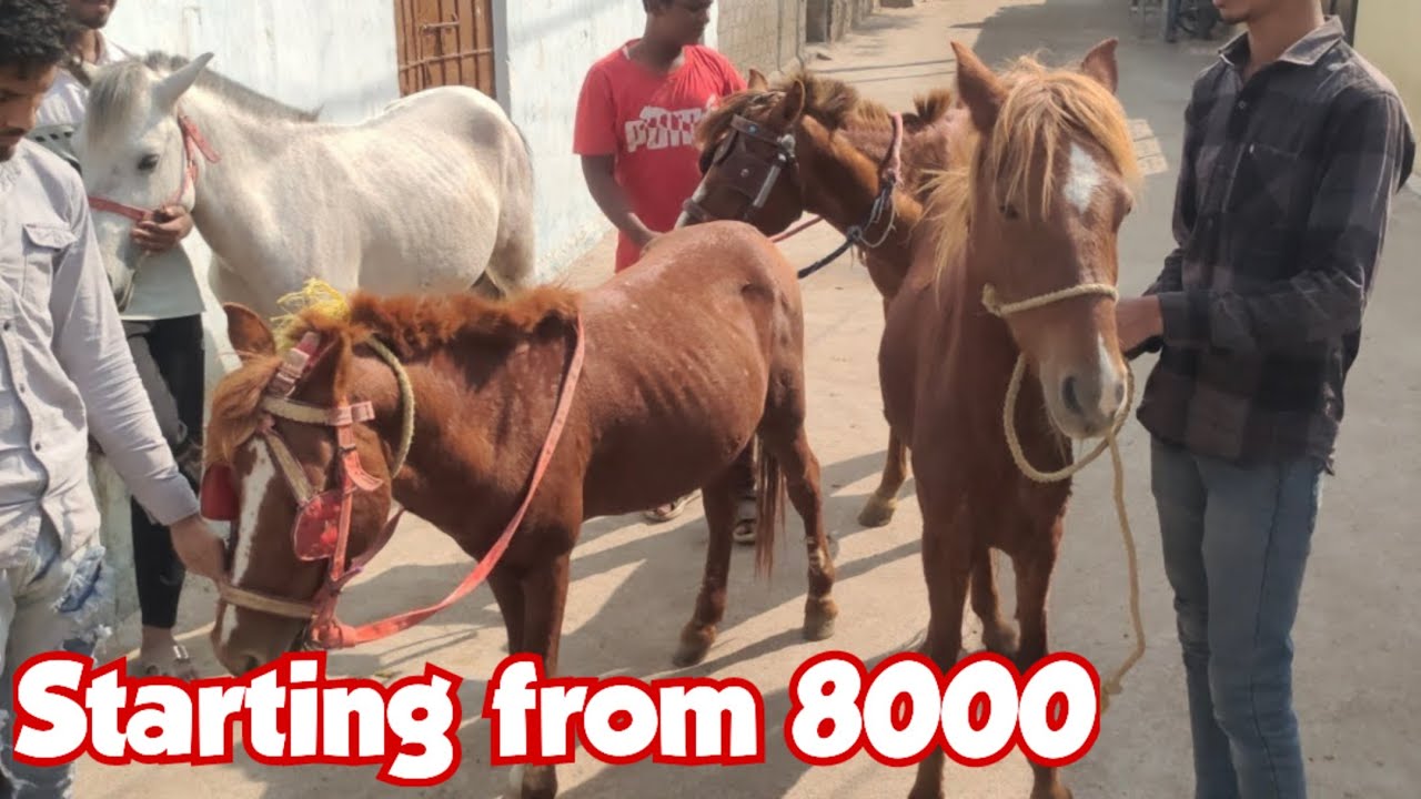 Tattu Ghode in Hyderabad Balapur | Poni Horses | Saste Ghode in Hyderabad
