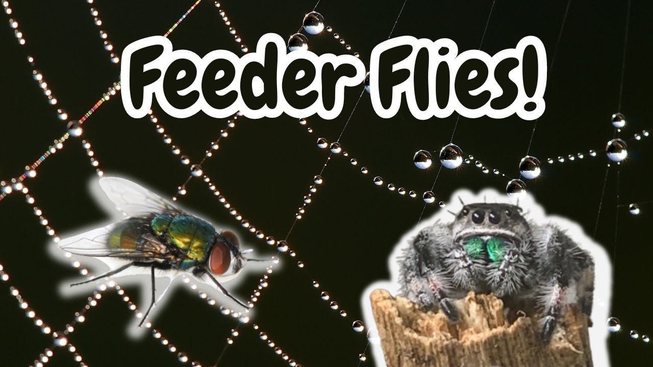 Jumping Spider Live Food | Feeder Flies & Their Preparation | Spooderpods