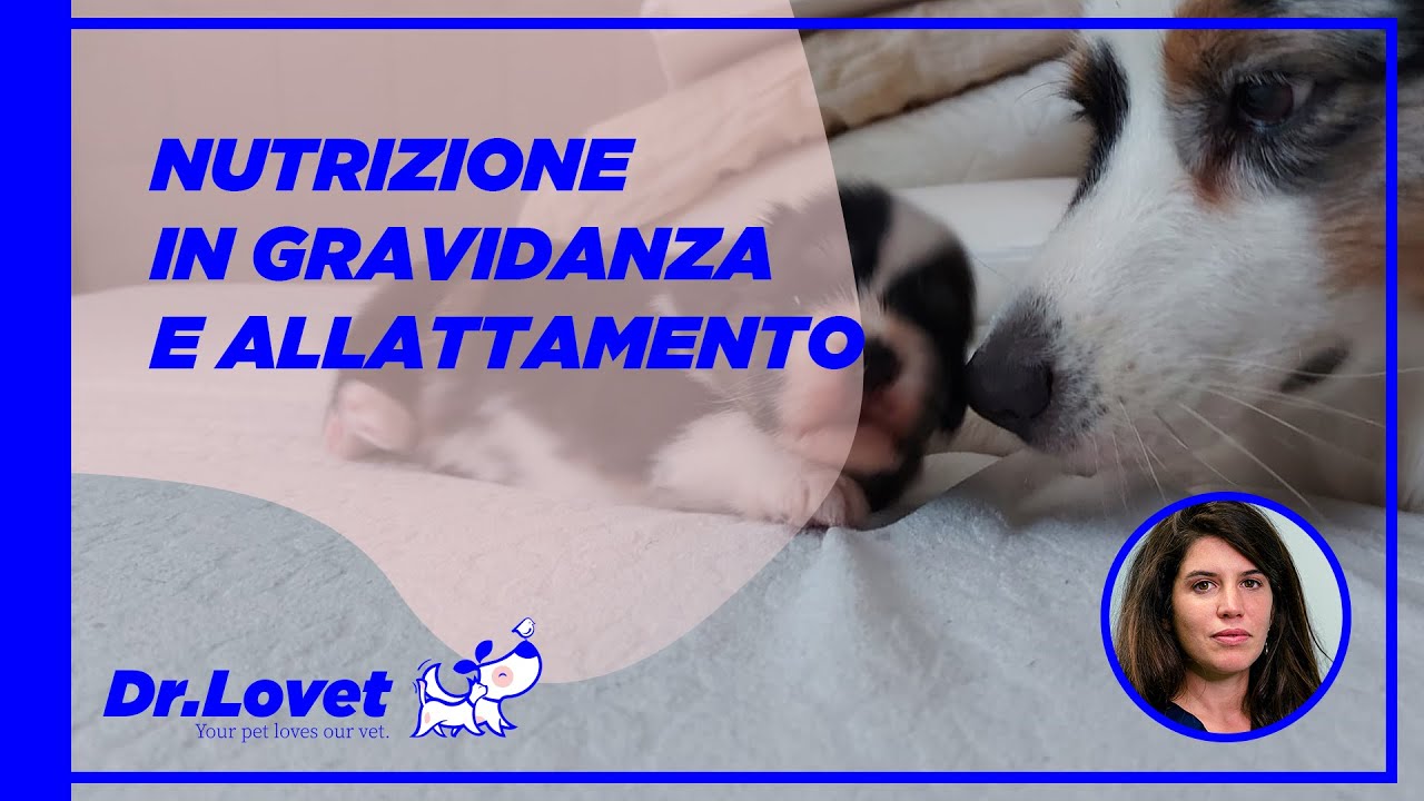 Come alimentare correttamente la mamma cane durante la gravidanza e l'allattamento.