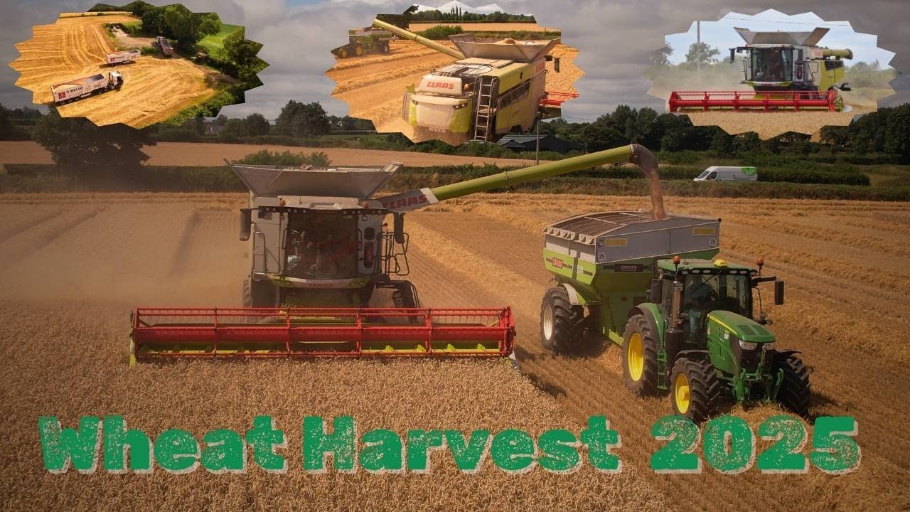 Wheat Harvest 2025 - 4K Claas Lexion 7500