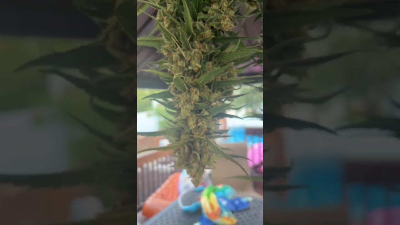 Godfather OG