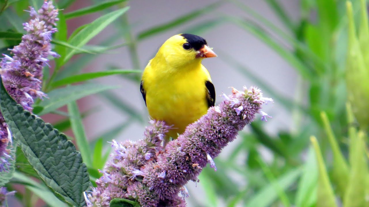 American Goldfinches Are the Real-Life Angry Birds